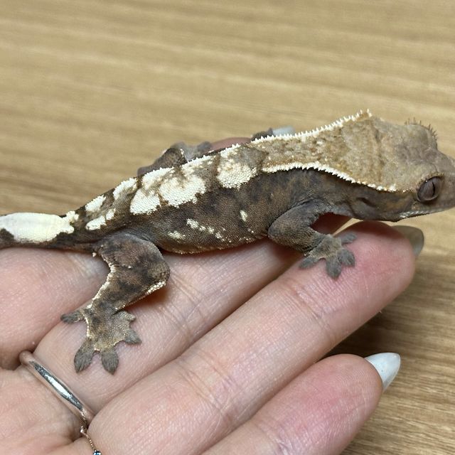 세이블