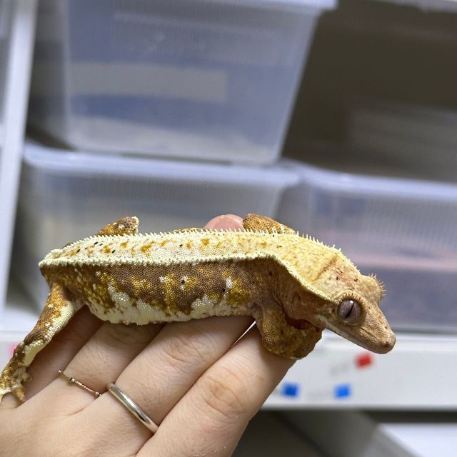 릴리화이트