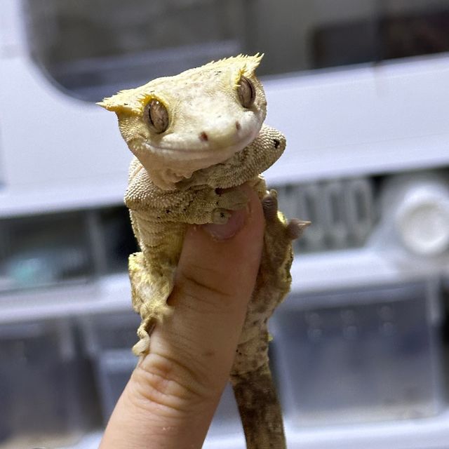달마시안