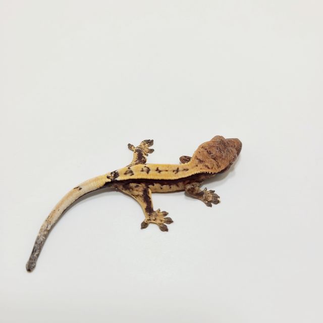 세이블
