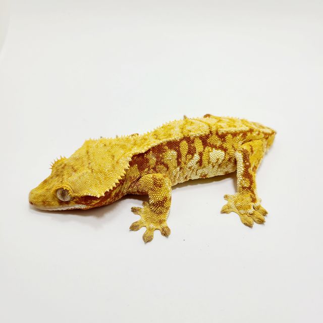 레드 트라이