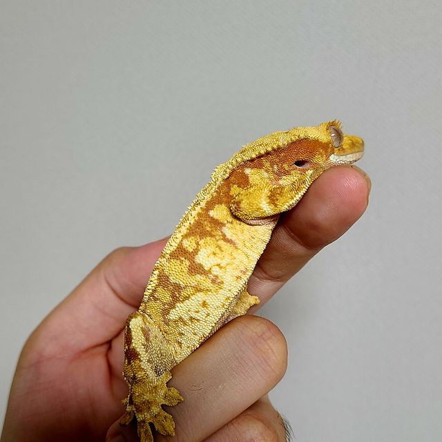 트라이 레드