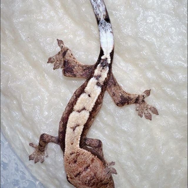 세이블