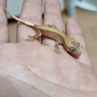 하이포