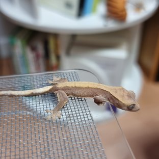 100헷하이포