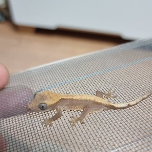 100하이포