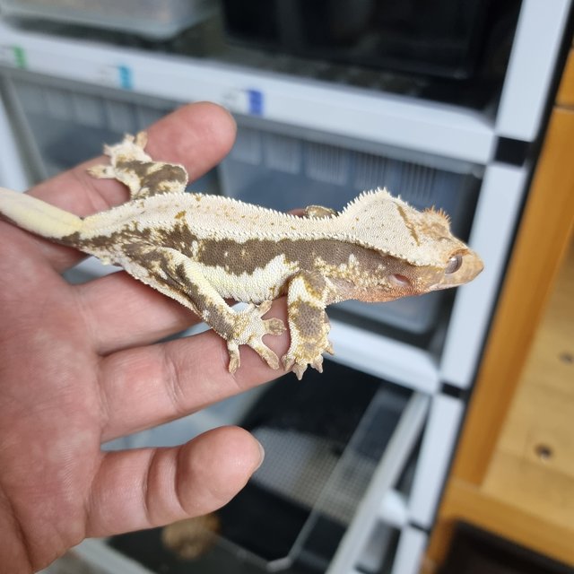 릴리100%헷아잔틱