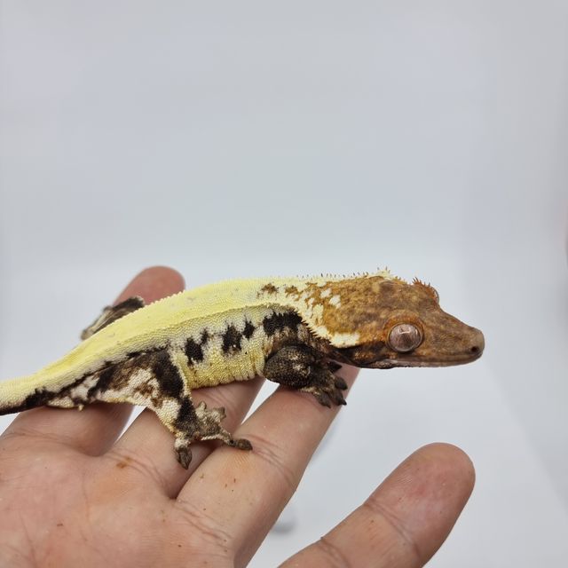프라푸치노