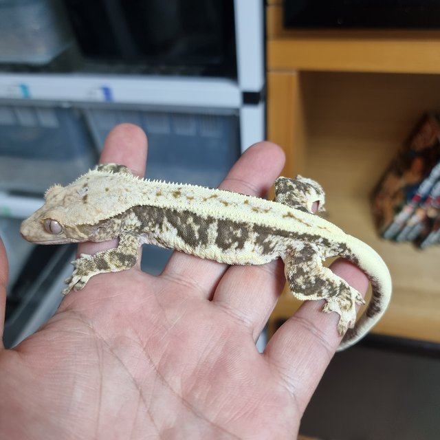 릴리100%헷아잔틱