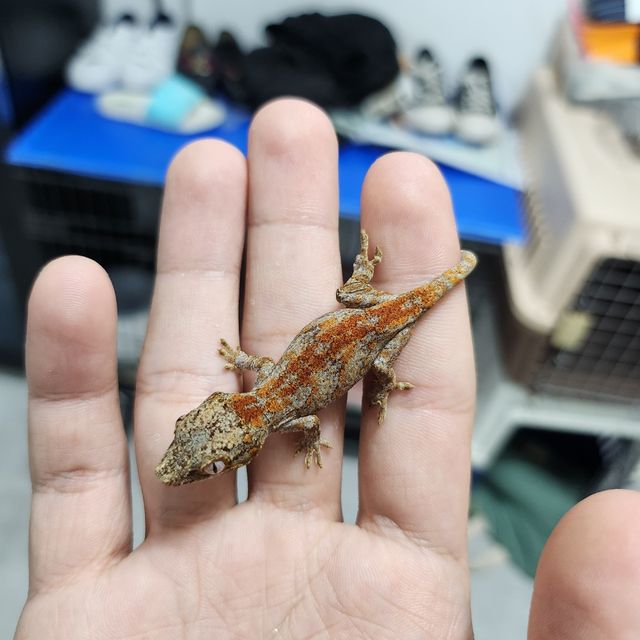 스켈레톤 레드