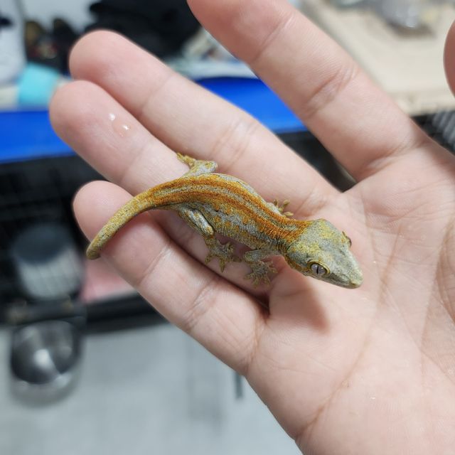 레드 오렌지 스트라이프