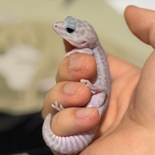 고스트 오레오 패턴리스