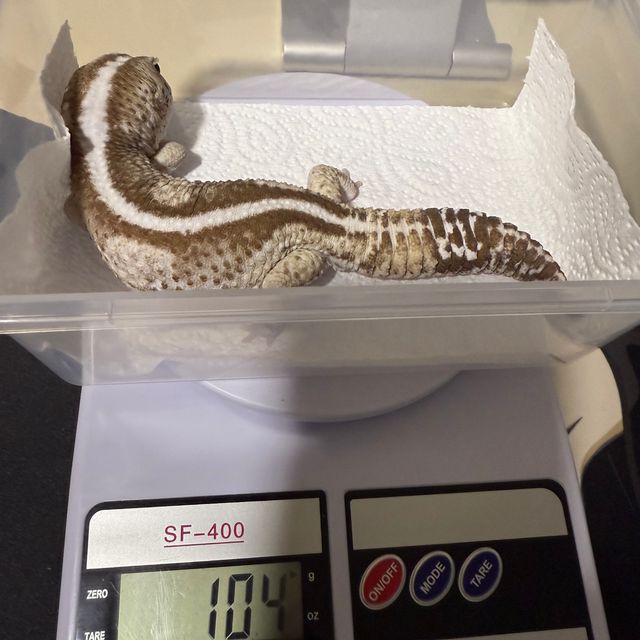 오레오 줄루 헷 고스트