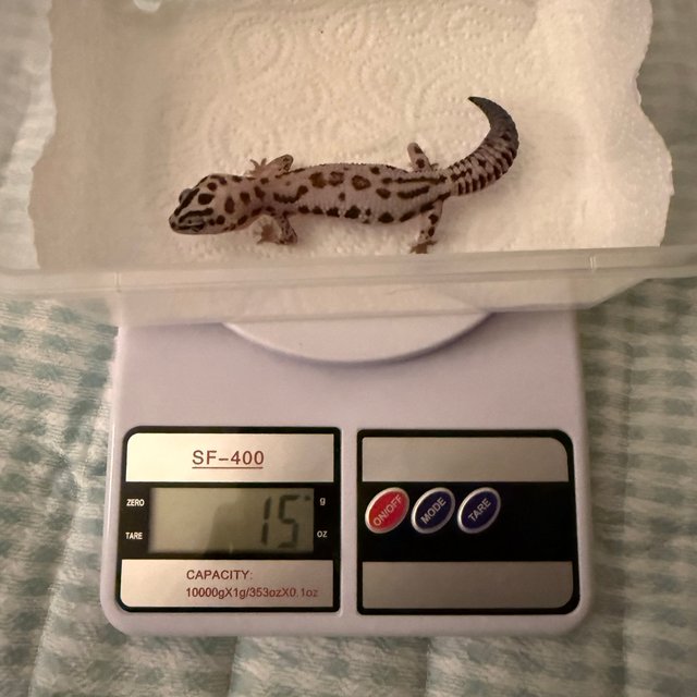 화이트아웃 오레오 패턴리스 헷 고스트