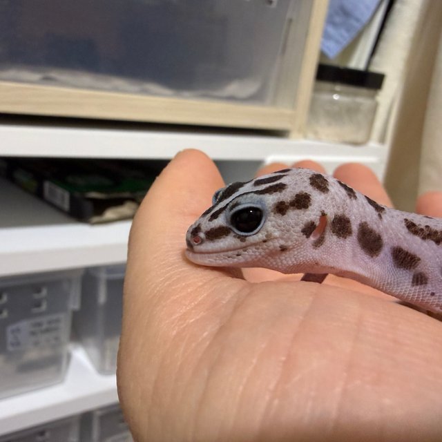 화이트아웃 오레오 패턴리스 헷 고스트