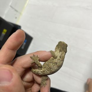누아나