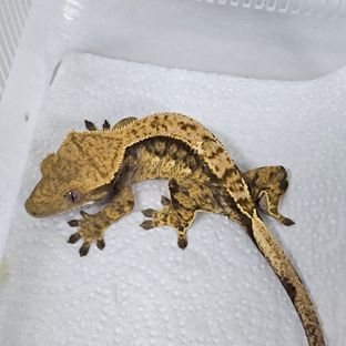 트라이