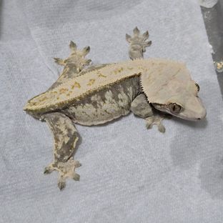 할리퀸