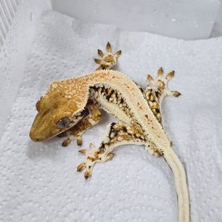 릴리화이트 트라이
