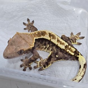 트라이 카푸치노