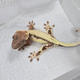 프라푸치노