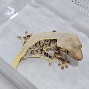 솔리드백 트라이 릴리화이트