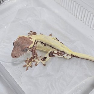 Solid Back Frappuccino