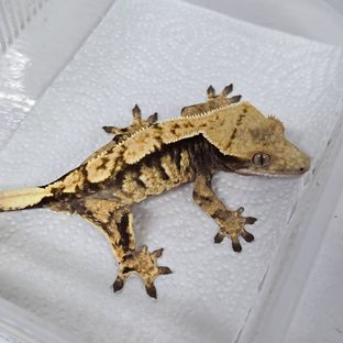 트라이