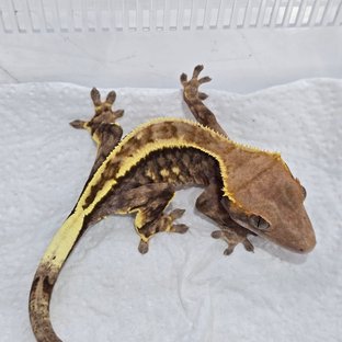 트라이 카푸치노