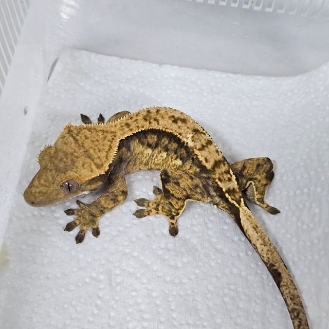 트라이