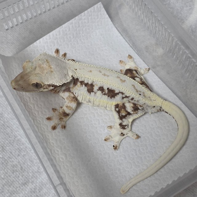 Lilly White