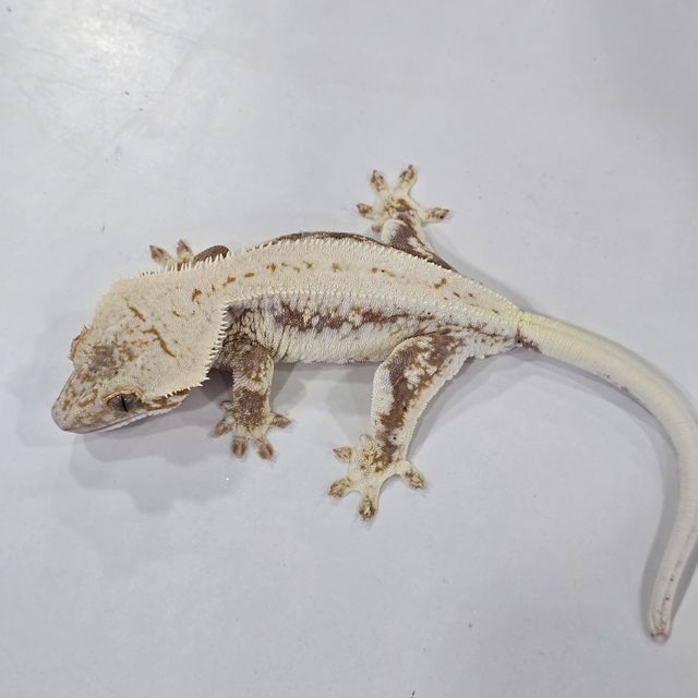 레드 릴리화이트