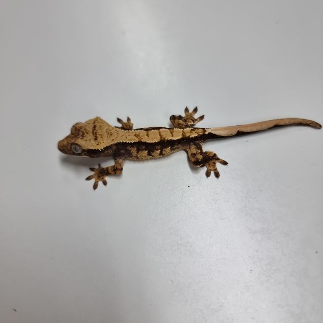 할리퀸