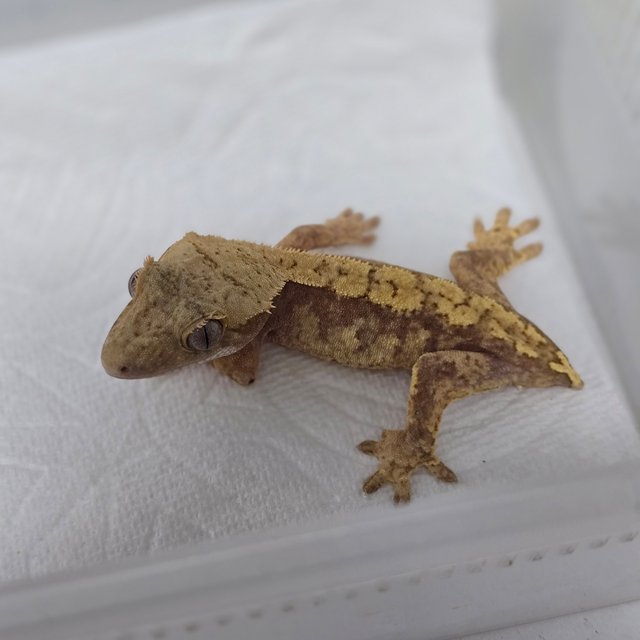 Red Harlequin