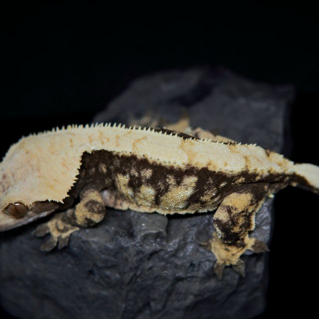 트라이