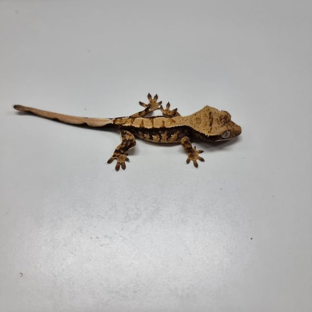 할리퀸