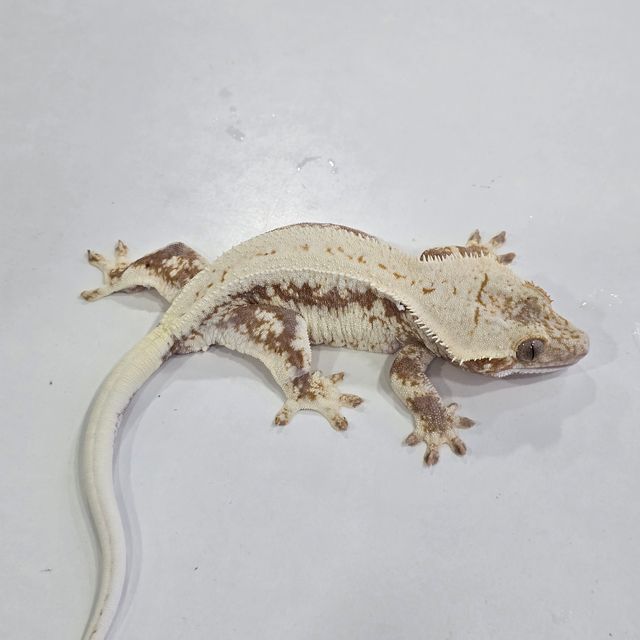 레드 릴리화이트