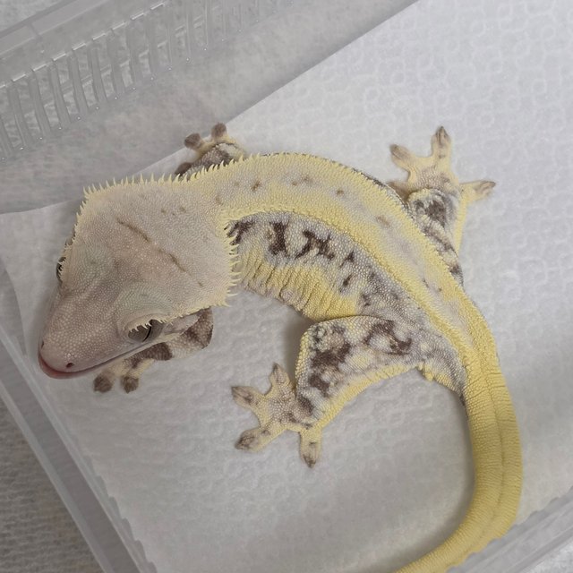 Lilly White