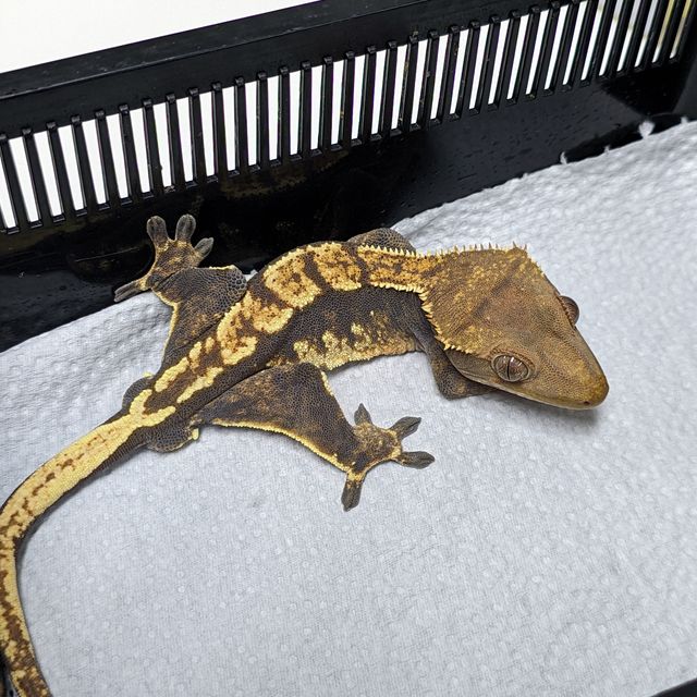 할리퀸