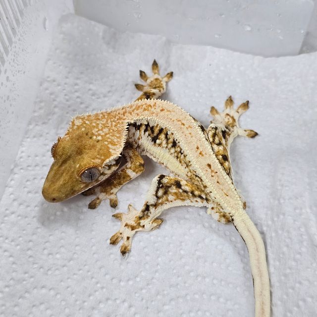 릴리화이트 트라이
