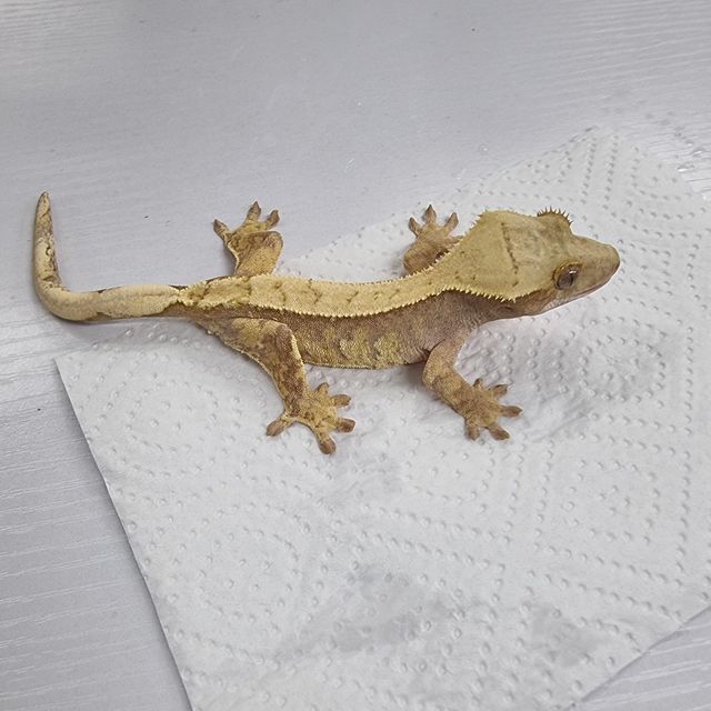 할리퀸