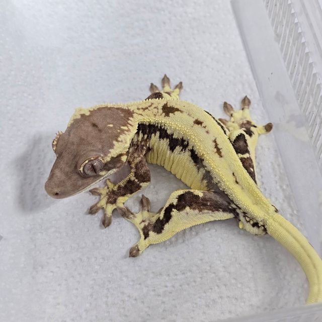 프라푸치노