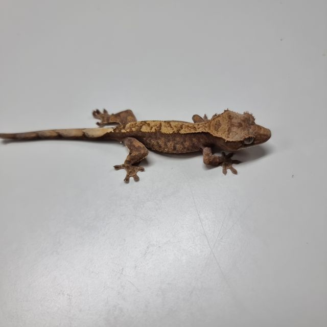 할리퀸