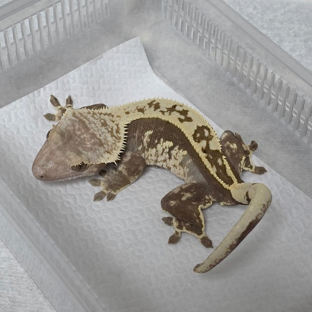 Harlequin