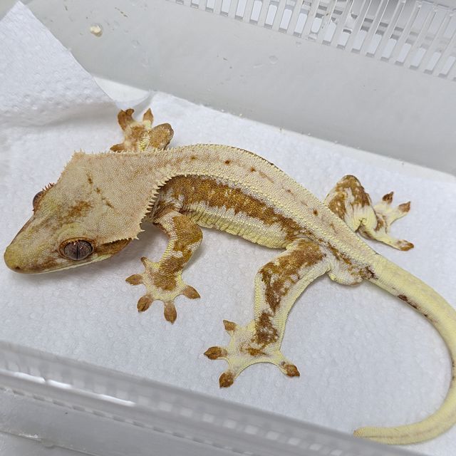 옐로우 릴리화이트