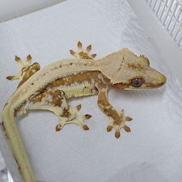 옐로우 릴리화이트