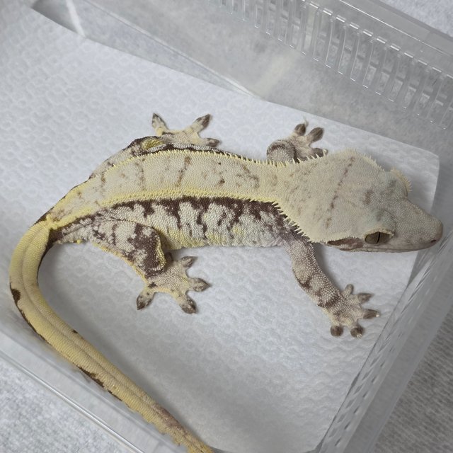 Tri Drippy White Spot