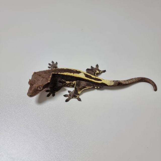트라이 카푸치노