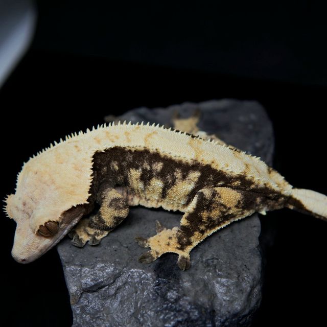 트라이