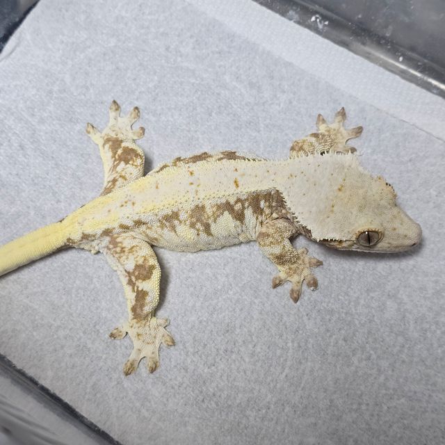레드 릴리화이트